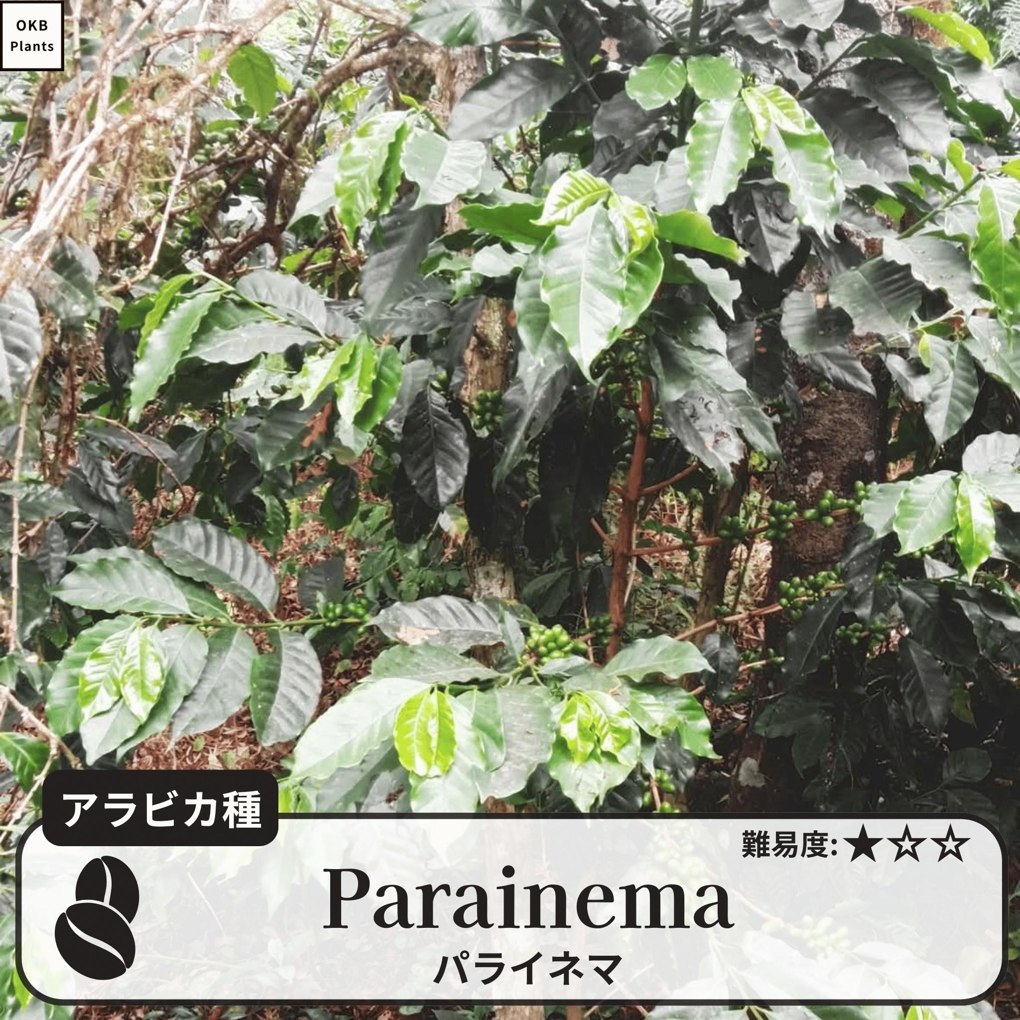パライネマ(Parainema)の木