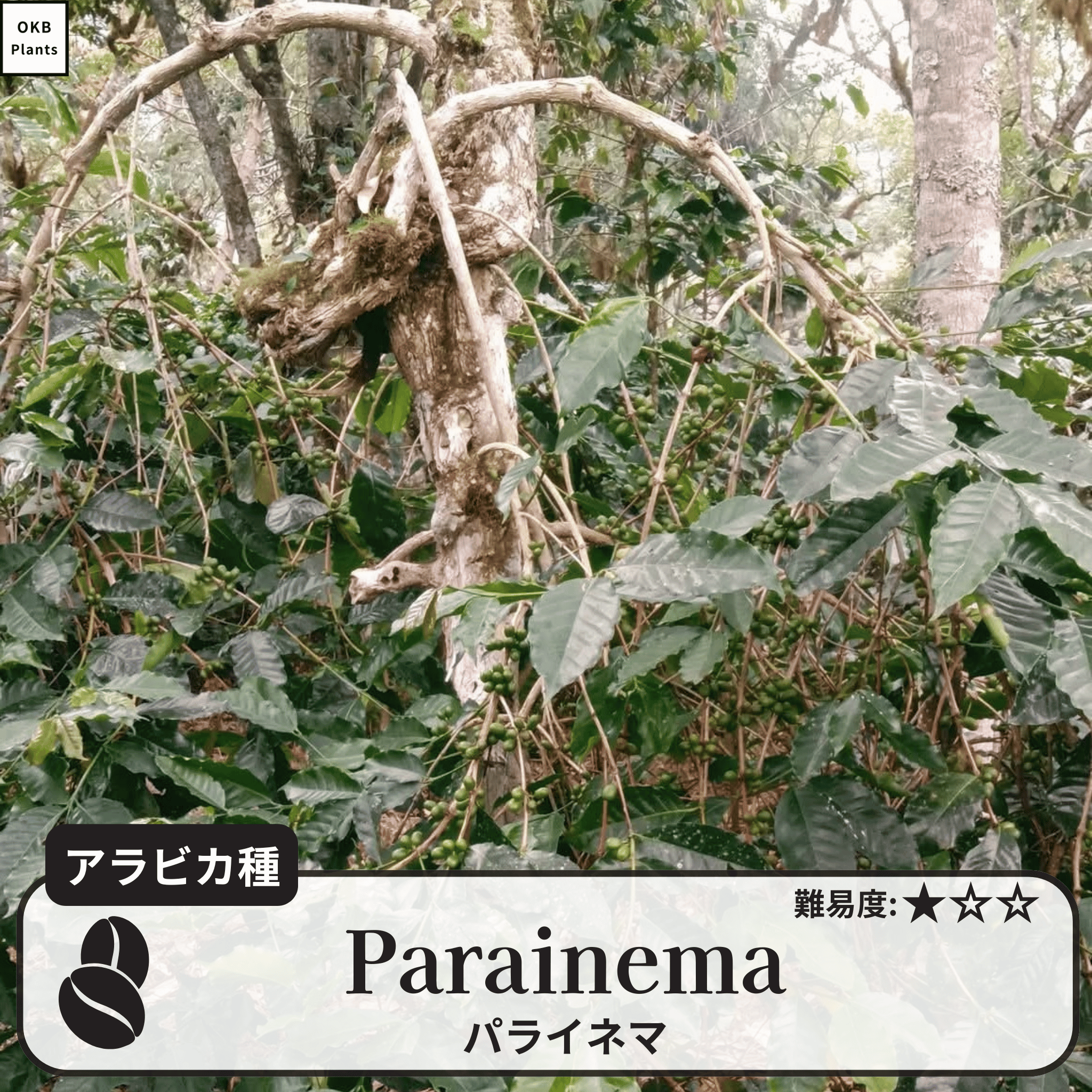 パライネマ(Parainema)の木
