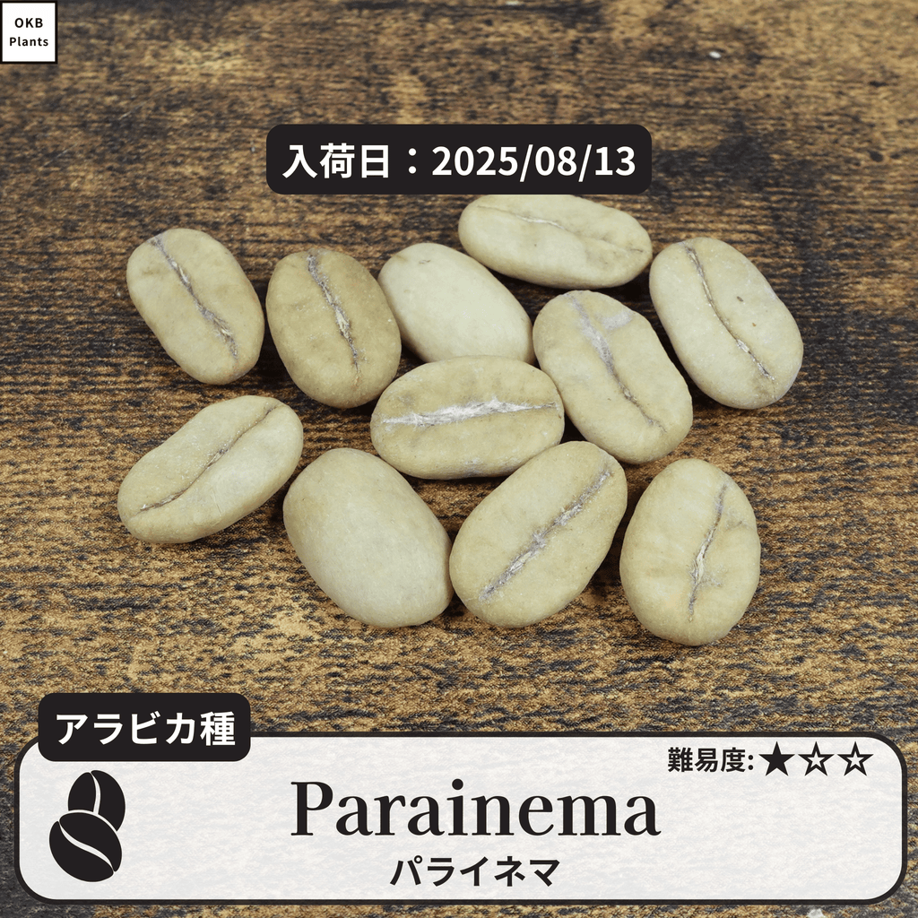 パライネマ(Parainema)の種子