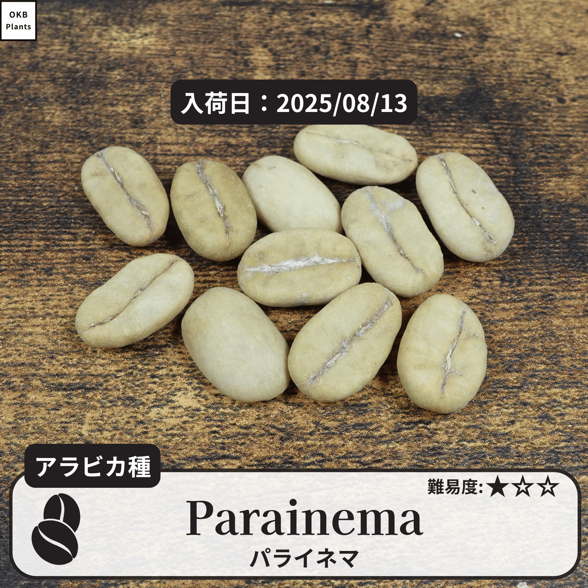 パライネマ(Parainema)の種子