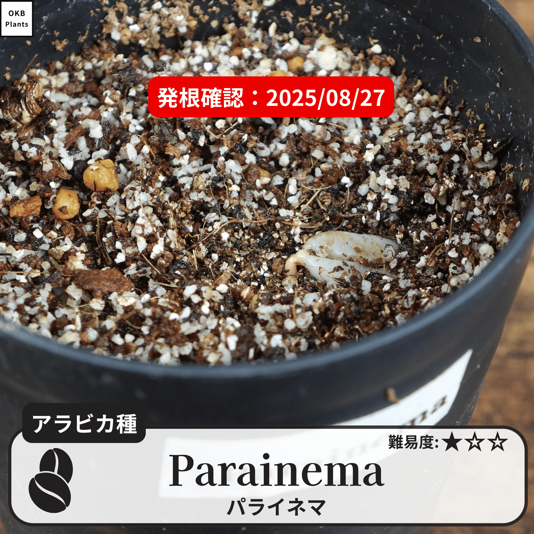 パライネマ(Parainema)の発根確認