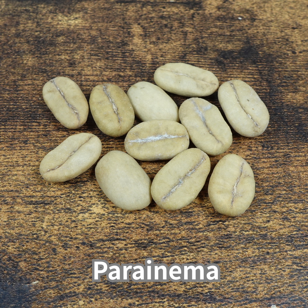 コーヒーの木の種子 パライネマ品種 10粒