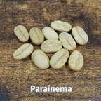 コーヒーの木の種子 パライネマ品種 10粒