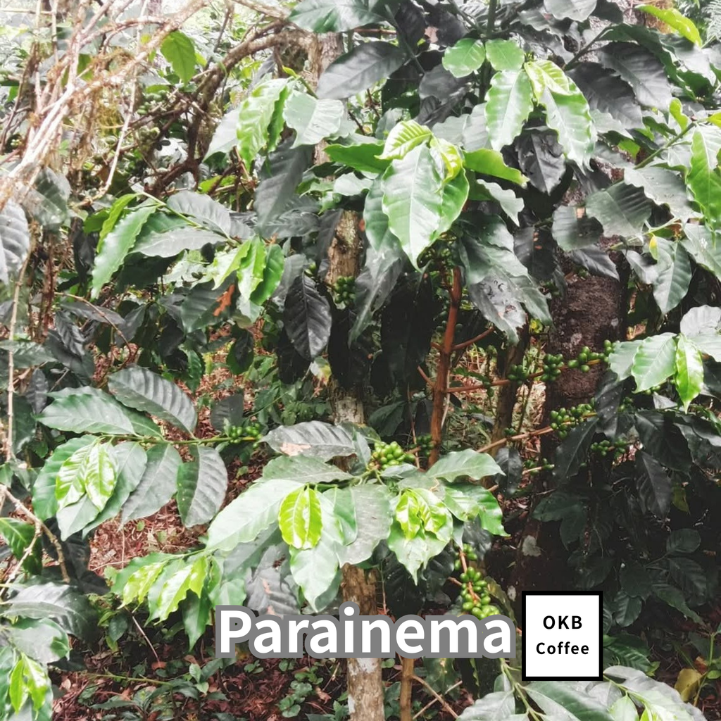 コーヒーの木の種子 パライネマ品種 10粒