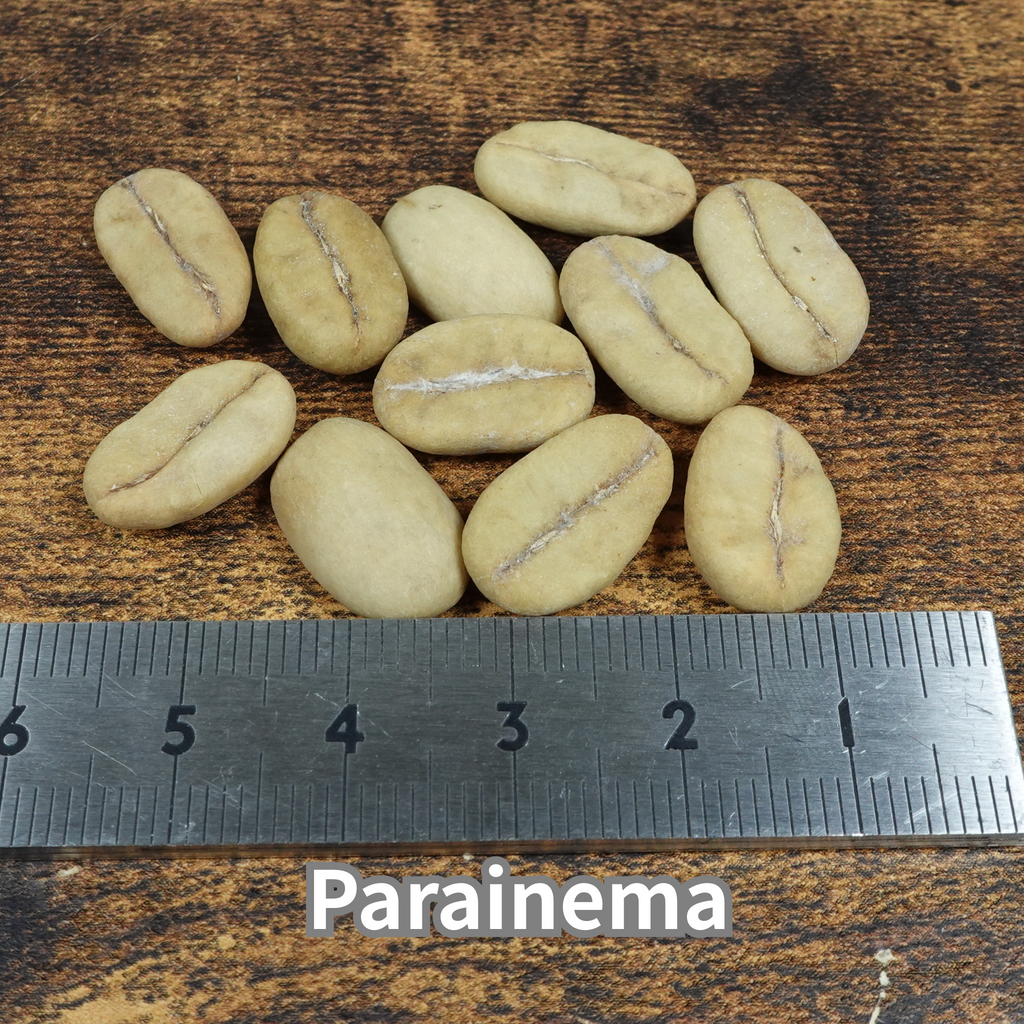 コーヒーの木の種子 パライネマ品種 10粒