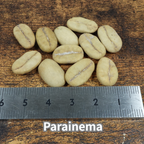 コーヒーの木の種子 パライネマ品種 10粒