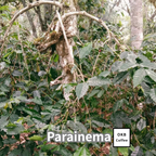 コーヒーの木の種子 パライネマ品種 10粒