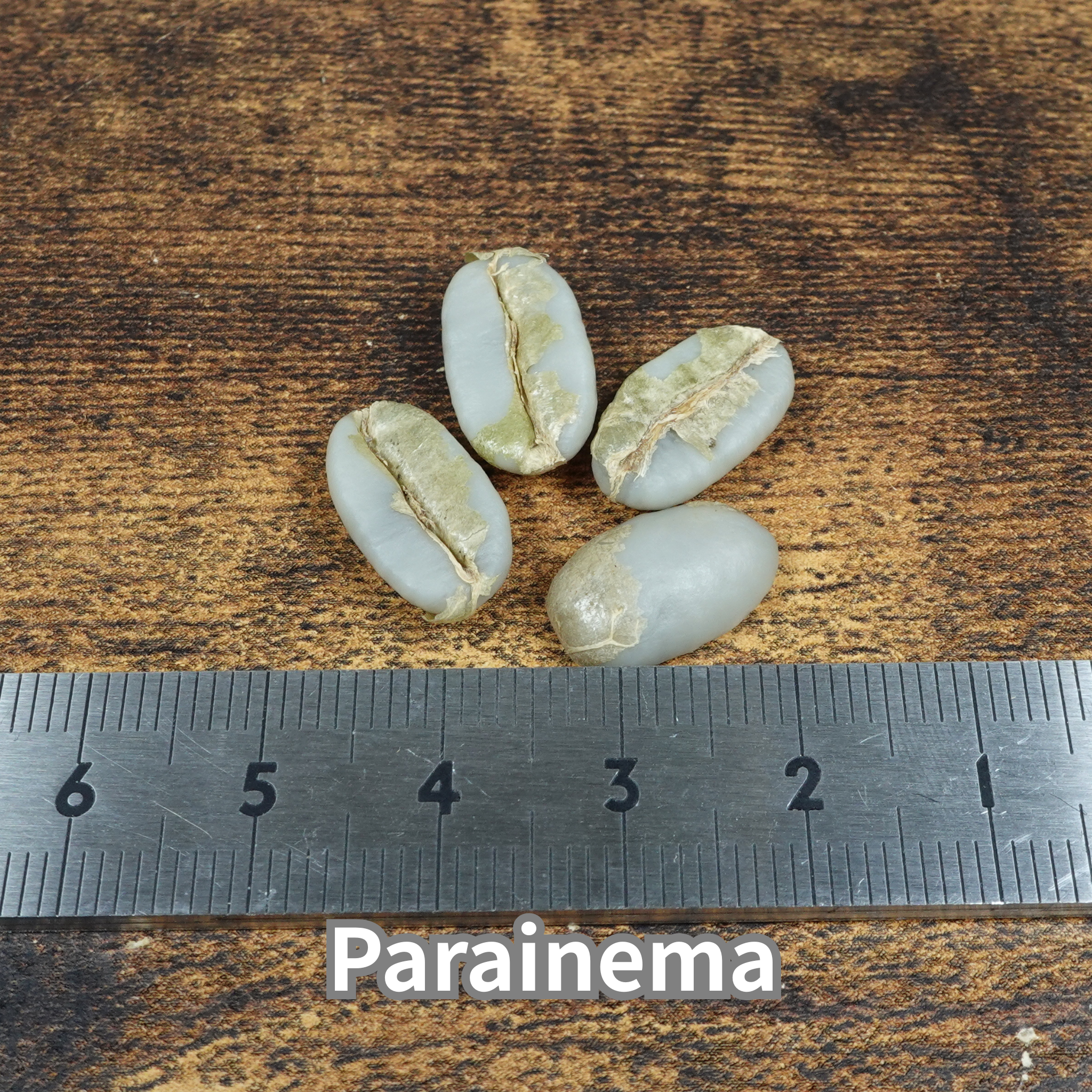 コーヒーの木の種子 パライネマ品種 10粒