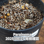 コーヒーの木の種子 パライネマ品種 10粒