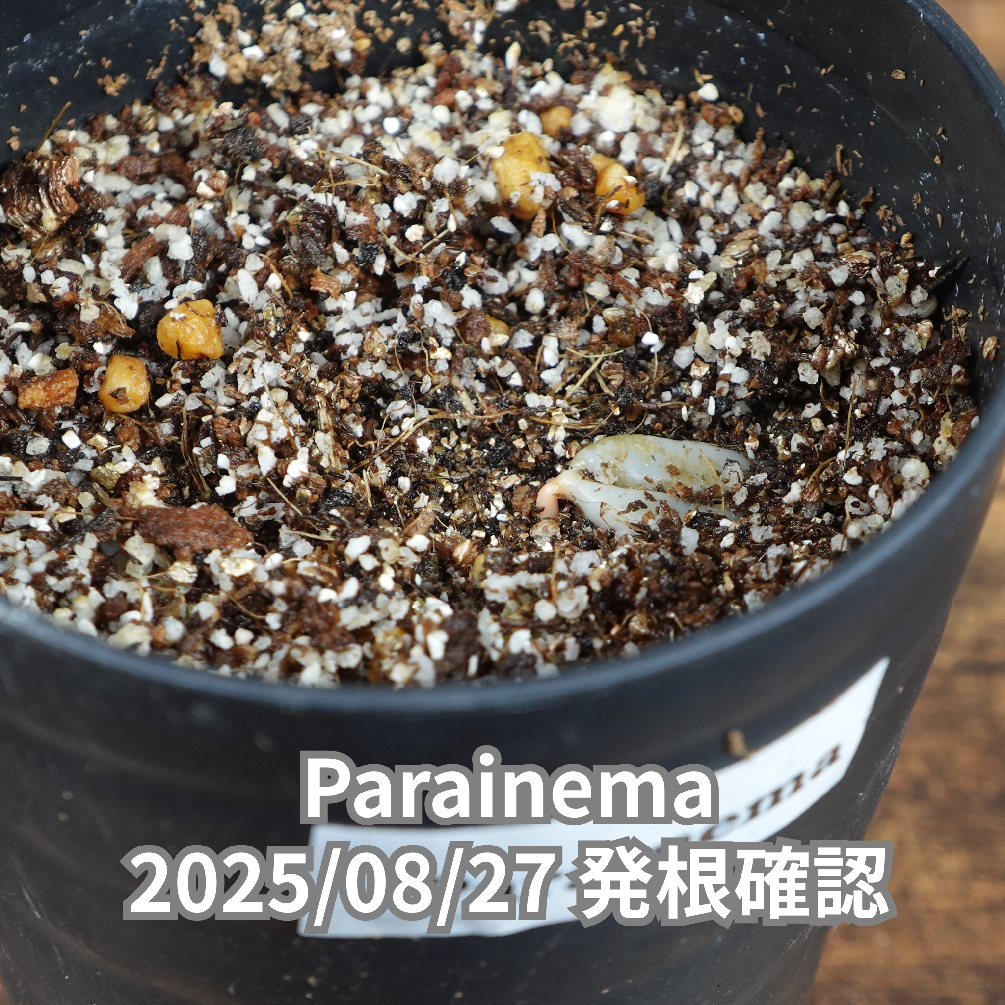 コーヒーの木の種子 パライネマ品種 10粒