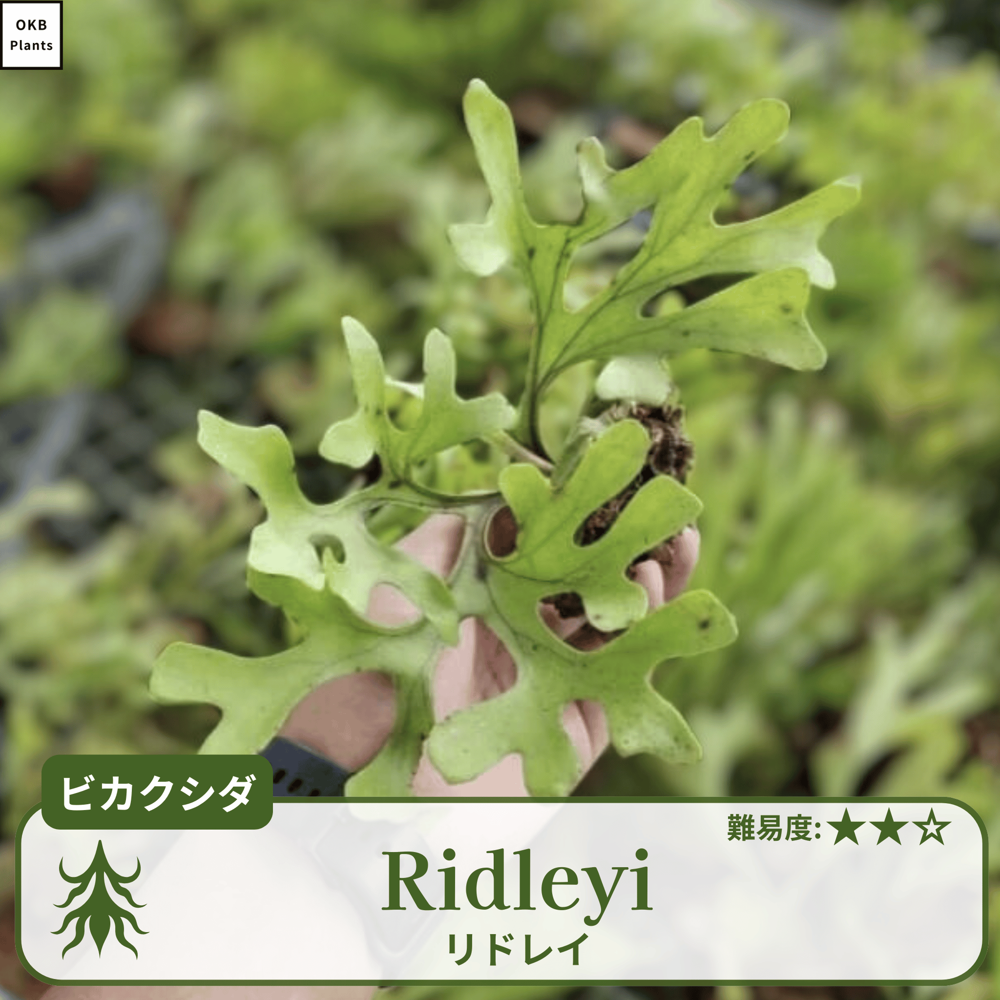 ビカクシダリドレイの胞子