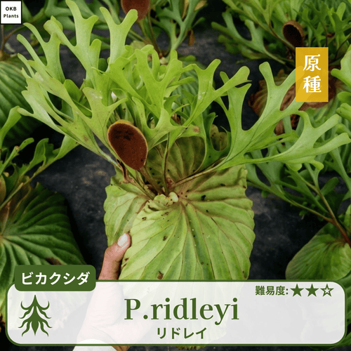 ビカクシダ リドレイの胞子 0.25ml (Platycerium ridleyi) – OKB Plants