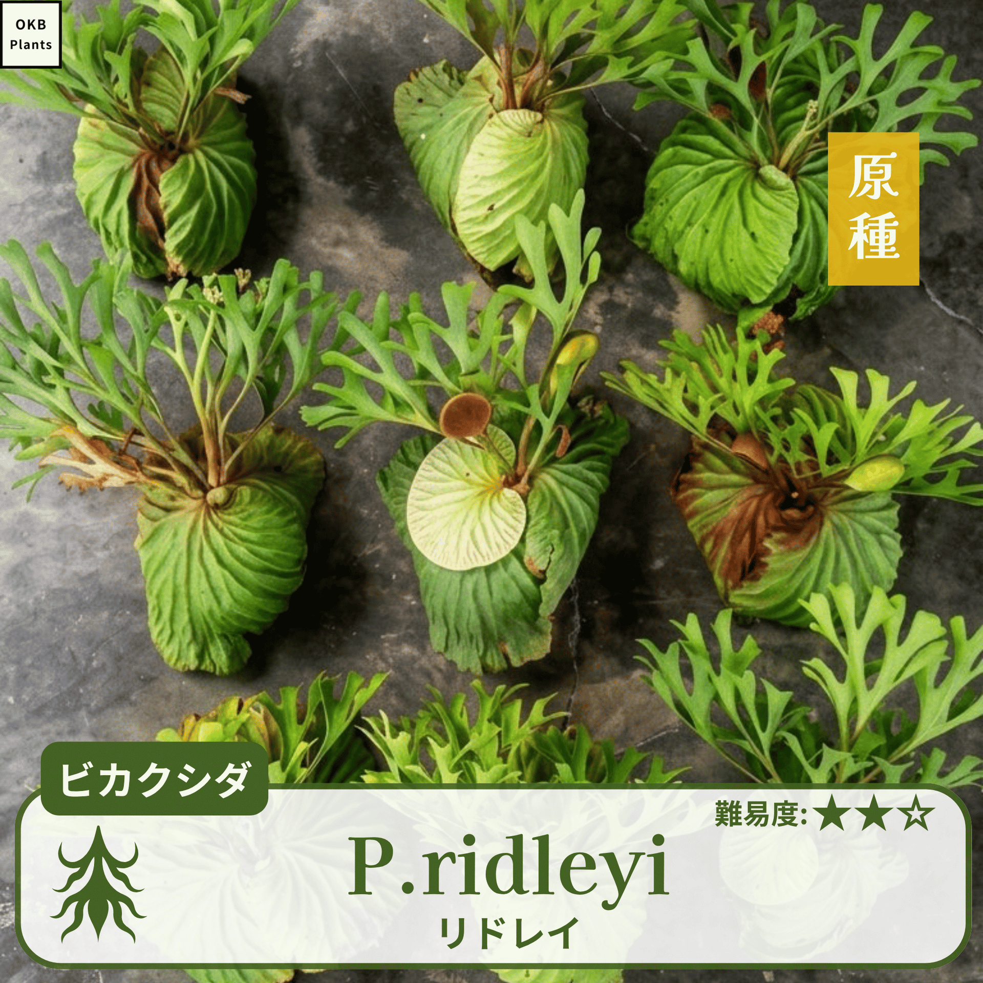 発芽確認済】ビカクシダ リドレイの胞子 (Platycerium ridleyi) – OKB 発芽確認済】ビカクシダ リドレイの胞子 (Platycerium ridleyi) – OKB