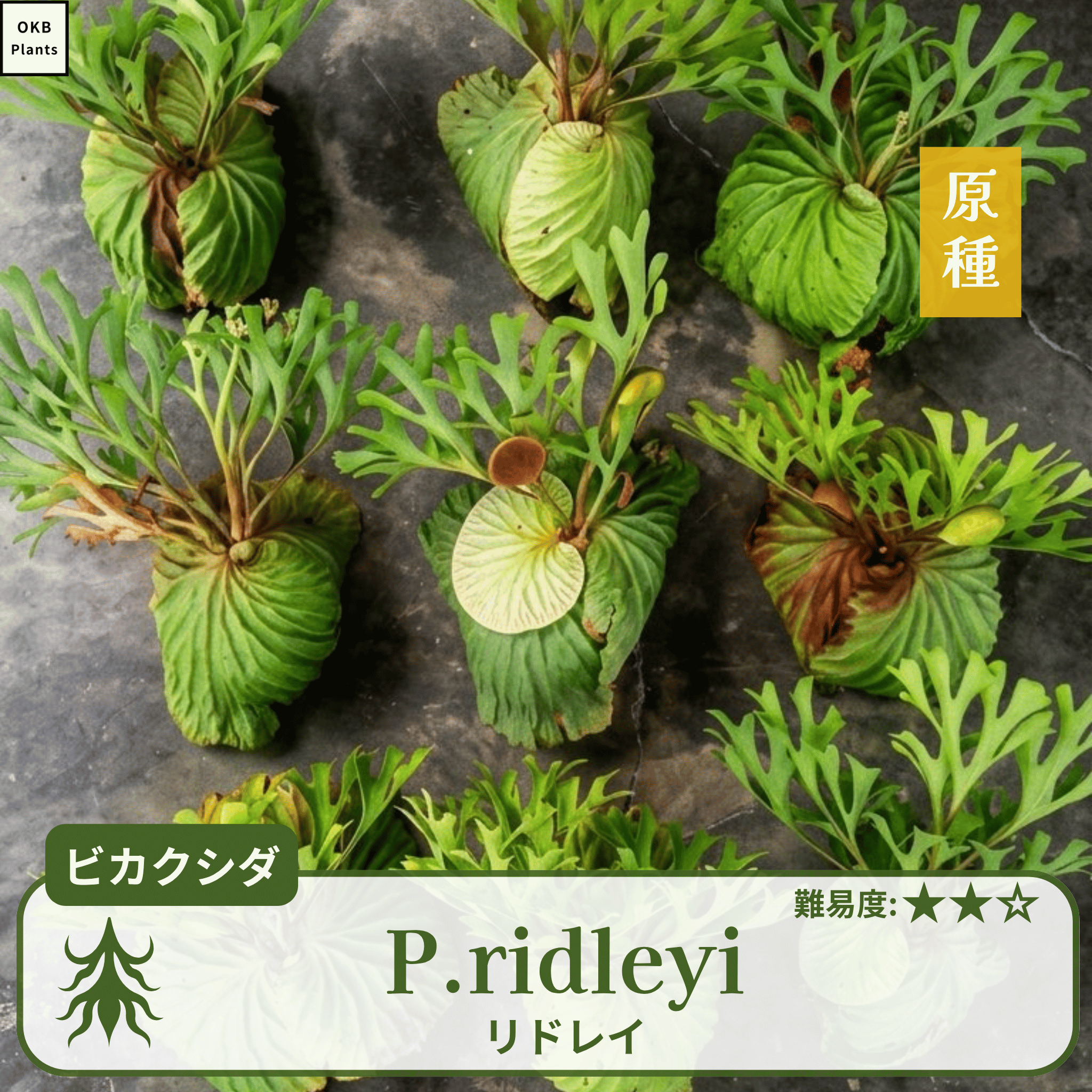 リドレイ(Platycerium ridleyi) ビカクシダの胞子 0.25ml – OKB Plants リドレイ(Platycerium ridleyi) ビカクシダの胞子 0.25ml – OKB Plants