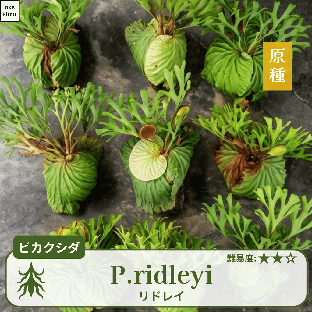 ビカクシダリドレイ(P.ridleyi)の胞子