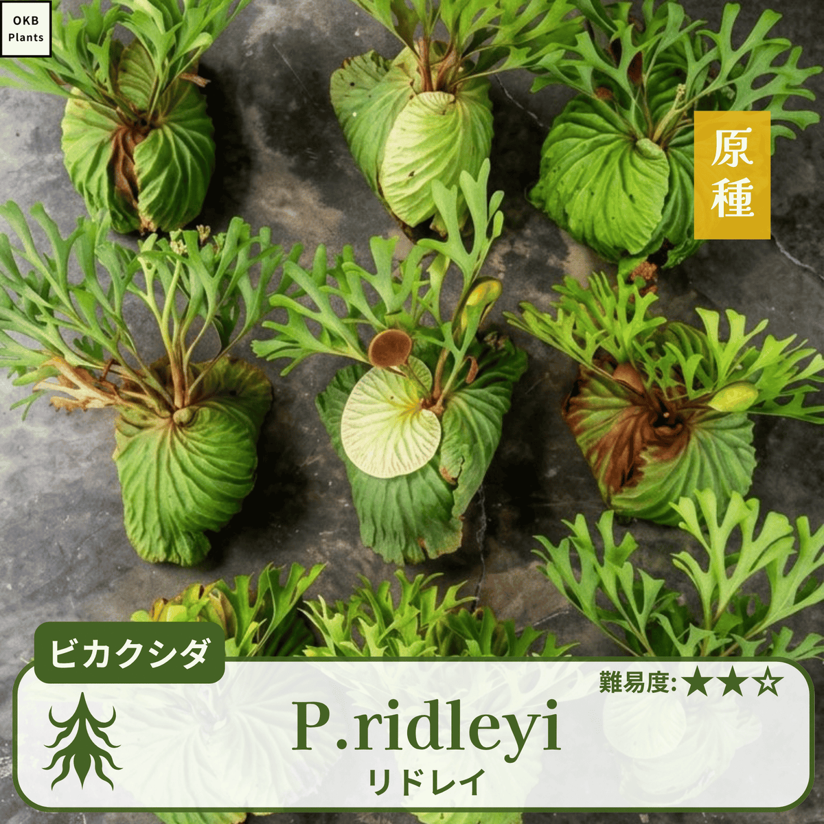 初心者向け】ビカクシダの胞子培養ガイド – OKB Plants