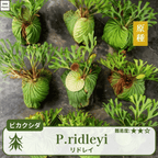 ビカクシダリドレイ(P.ridleyi)の胞子