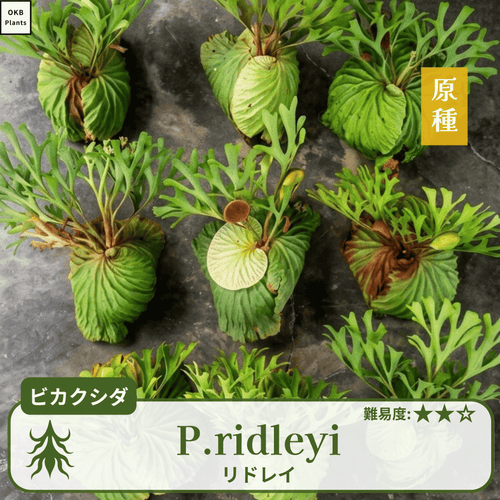 ビカクシダ リドレイ 板付 国内胞子培養株 0524g 発芽確認済】ビカクシダ リドレイの胞子 (Platycerium ridleyi) – OKB