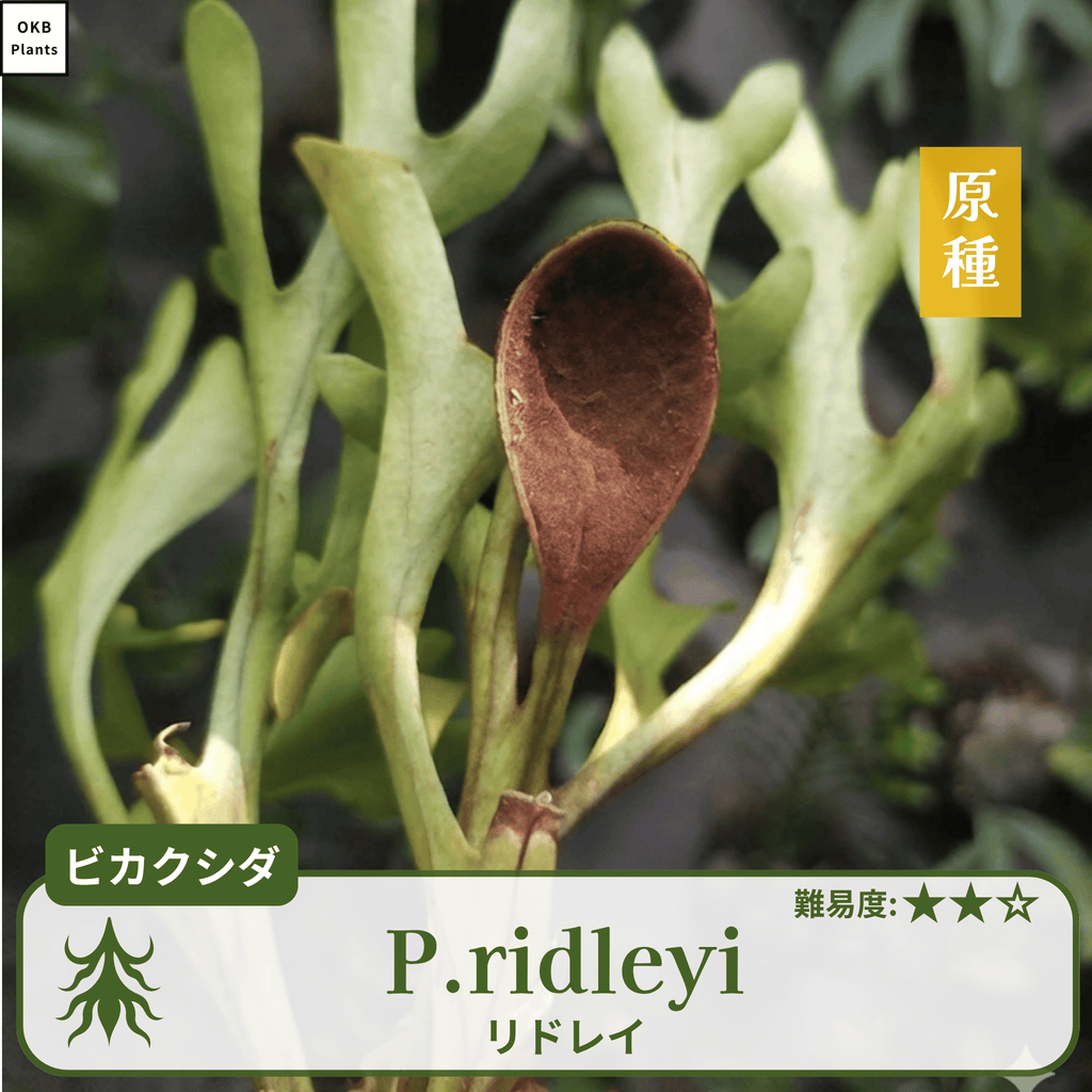 ビカクシダリドレイ(P.ridleyi)の胞子