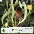 ビカクシダリドレイ(P.ridleyi)の胞子