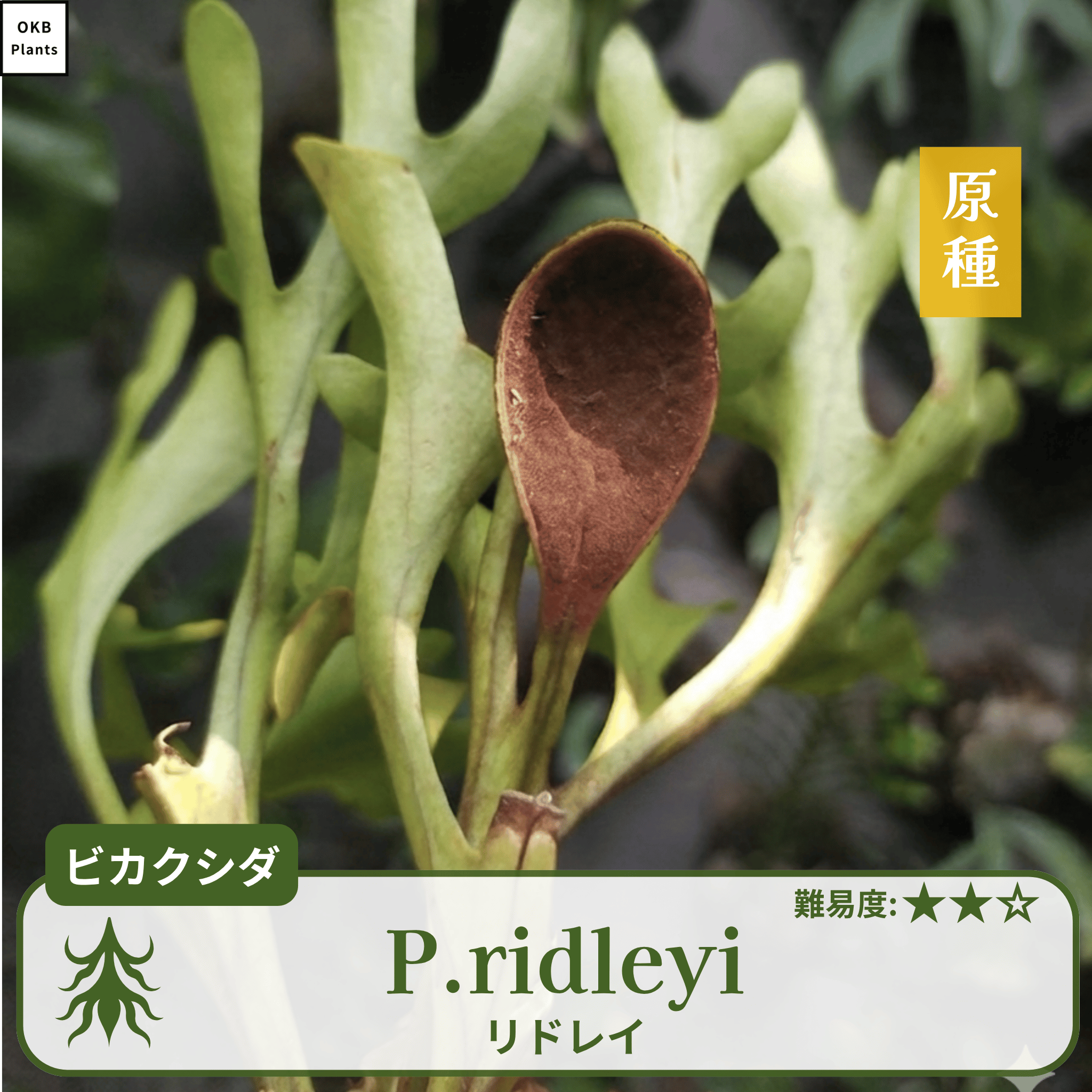 リドレイ(Platycerium ridleyi) ビカクシダの胞子 0.25ml – OKB Plants