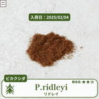 ビカクシダリドレイ(P.ridleyi)の胞子