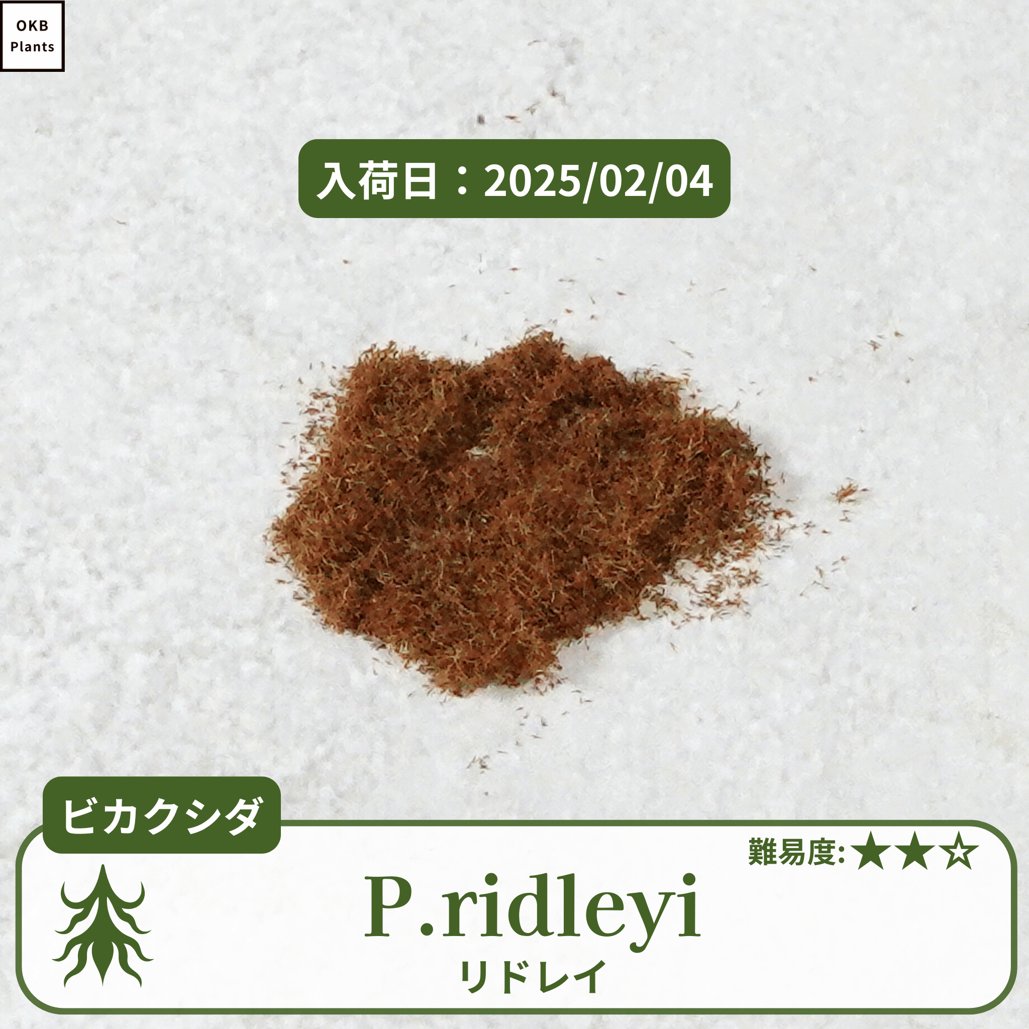 ビカクシダリドレイ(P.ridleyi)の胞子