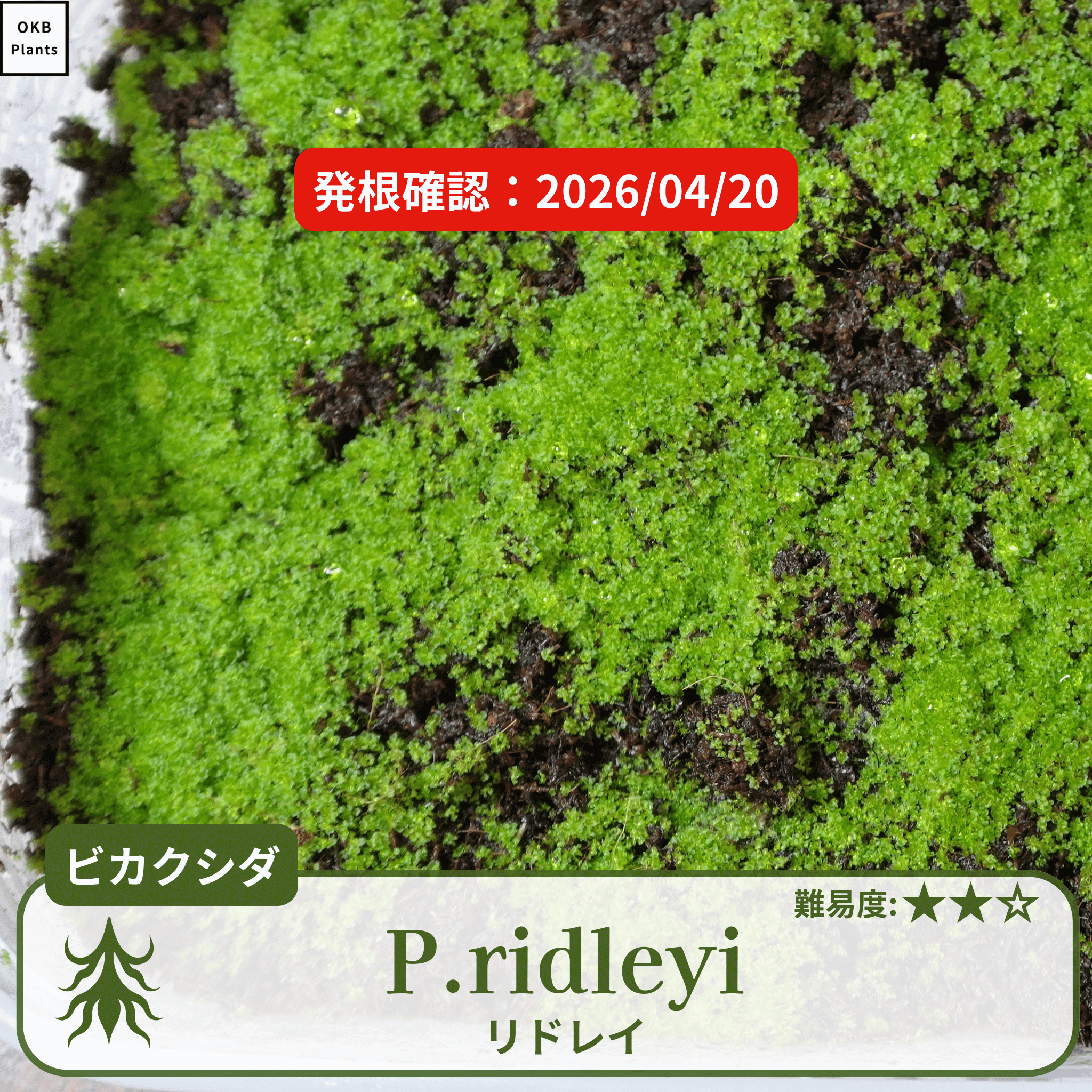 ビカクシダ リドレイの胞子 (Platycerium ridleyi) – OKB Plants ビカクシダ リドレイの胞子 (Platycerium ridleyi) – OKB Plants