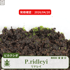 ビカクシダリドレイ(P.ridleyi)の胞子の前葉体確認