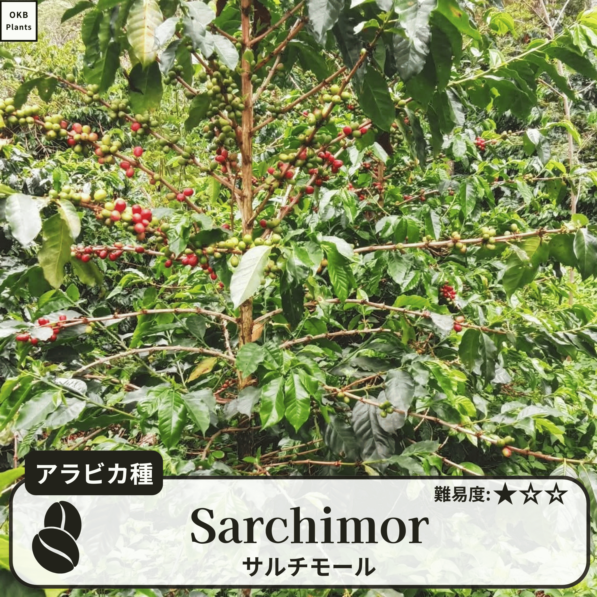 サルチモール(Sarchimor)の木