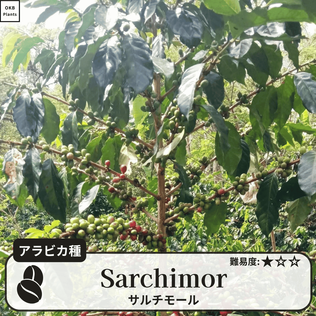 サルチモール(Sarchimor)の木