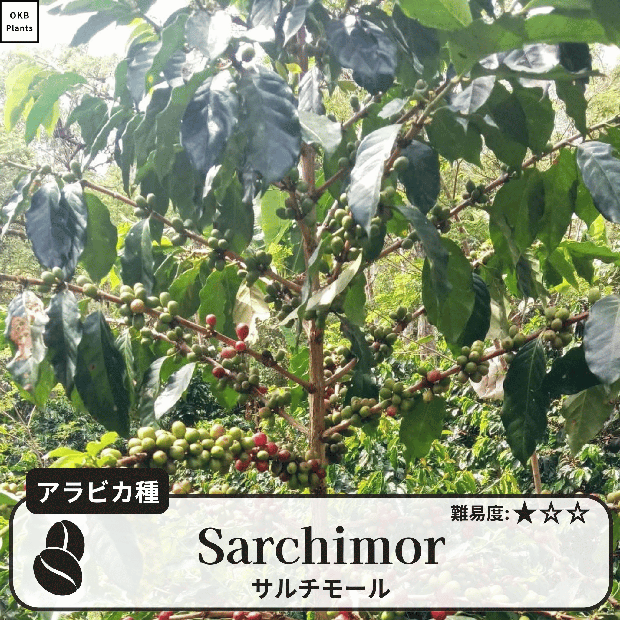 サルチモール(Sarchimor)の木