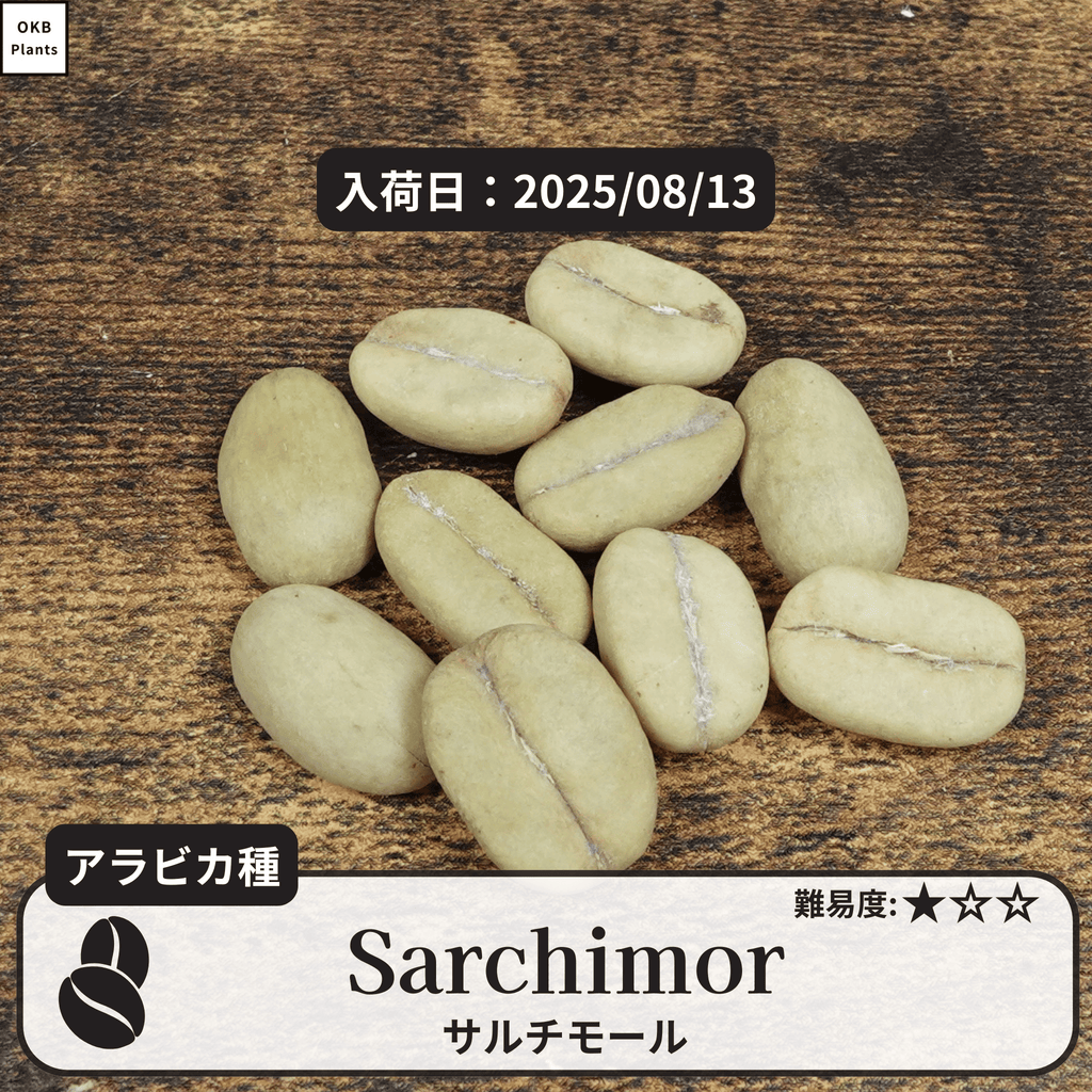 サルチモール(Sarchimor)の種子