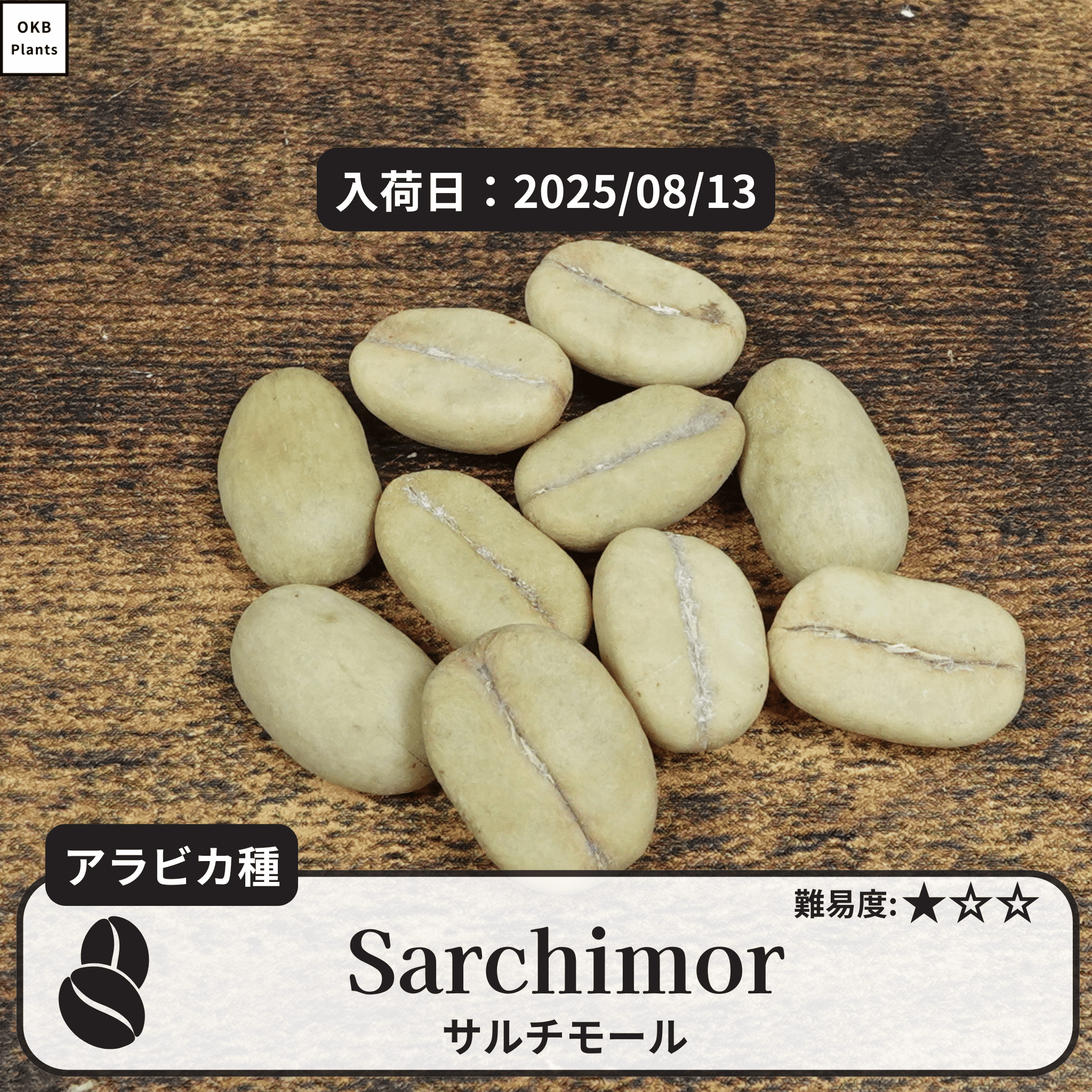 サルチモール(Sarchimor)の種子