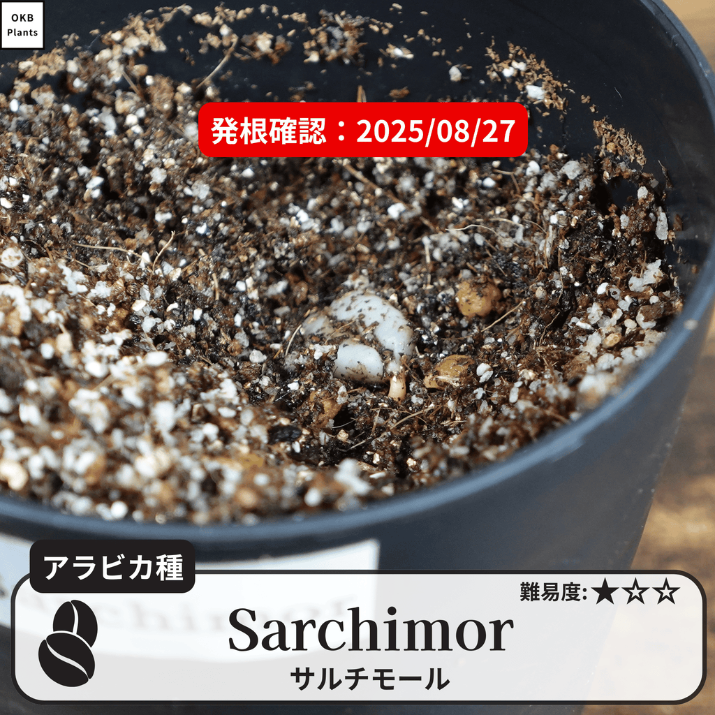 サルチモール(Sarchimor)の発根確認