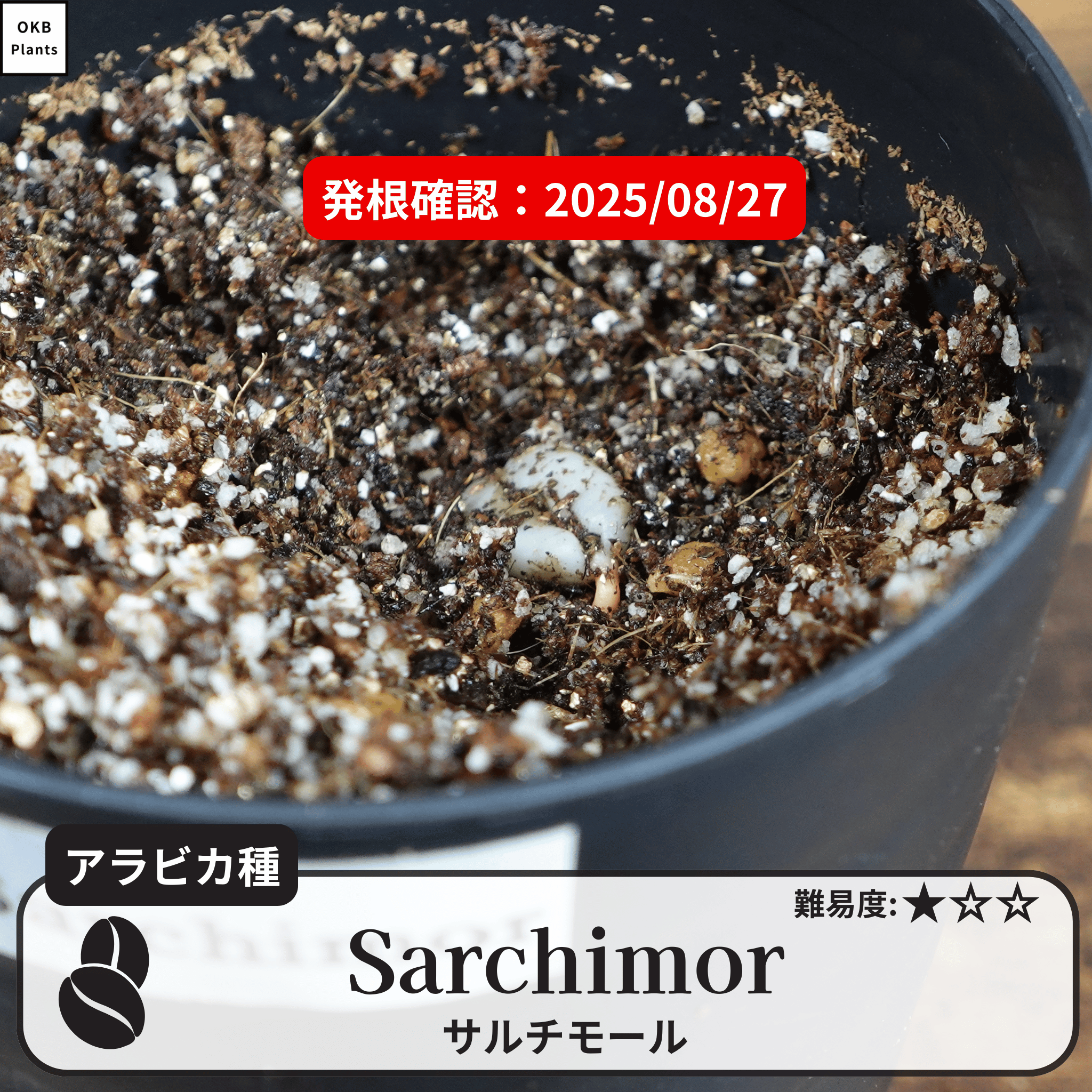 サルチモール(Sarchimor)の発根確認
