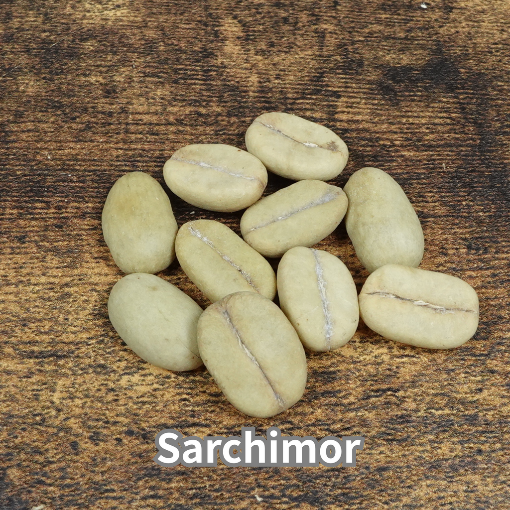 コーヒーの木の種子 サルチモール品種 10粒