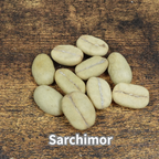 コーヒーの木の種子 サルチモール品種 10粒