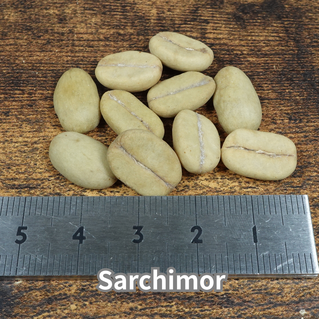 コーヒーの木の種子 サルチモール品種 10粒