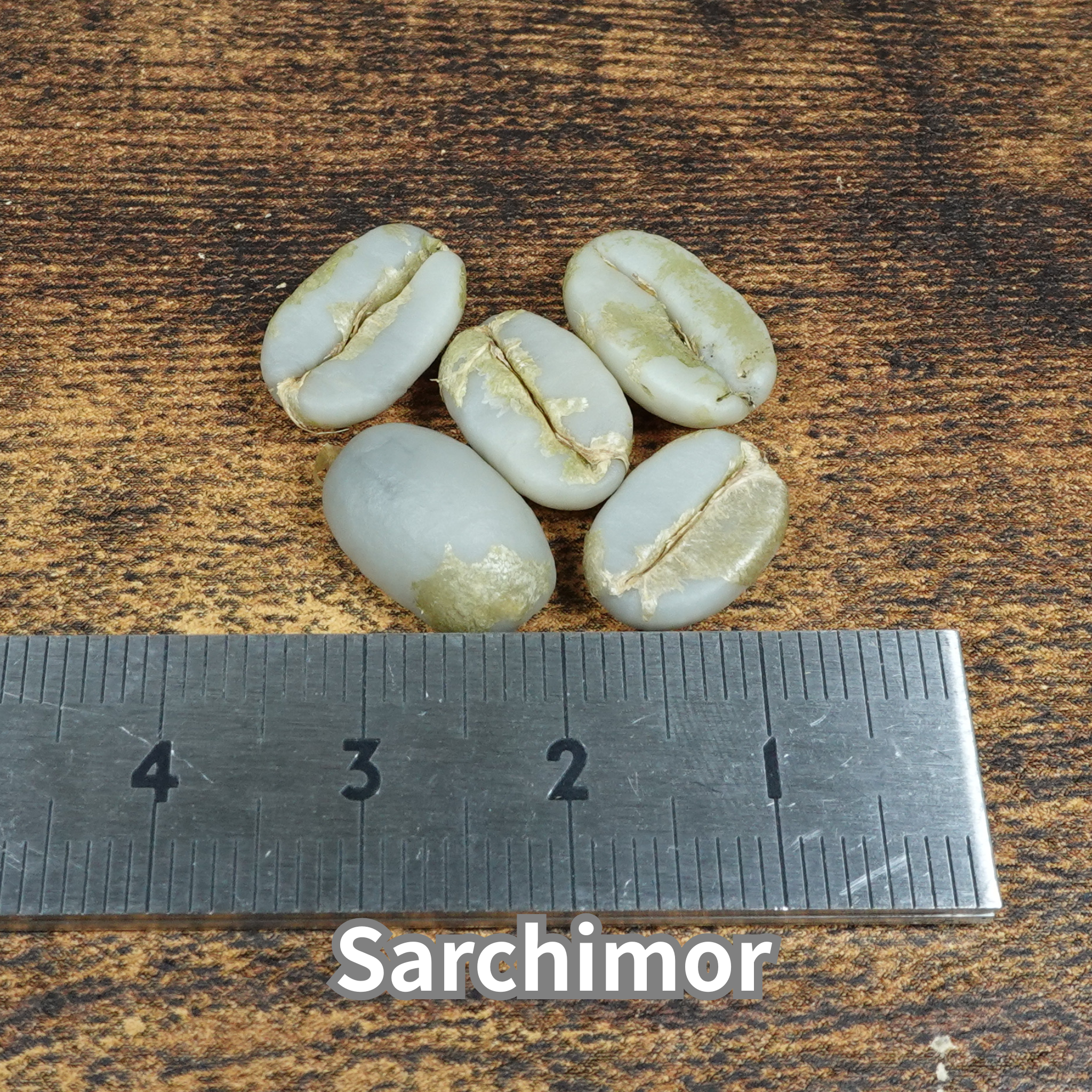 コーヒーの木の種子 サルチモール品種 10粒