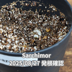 コーヒーの木の種子 サルチモール品種 10粒