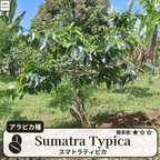 スマトラティピカ(sumatra typica)の木