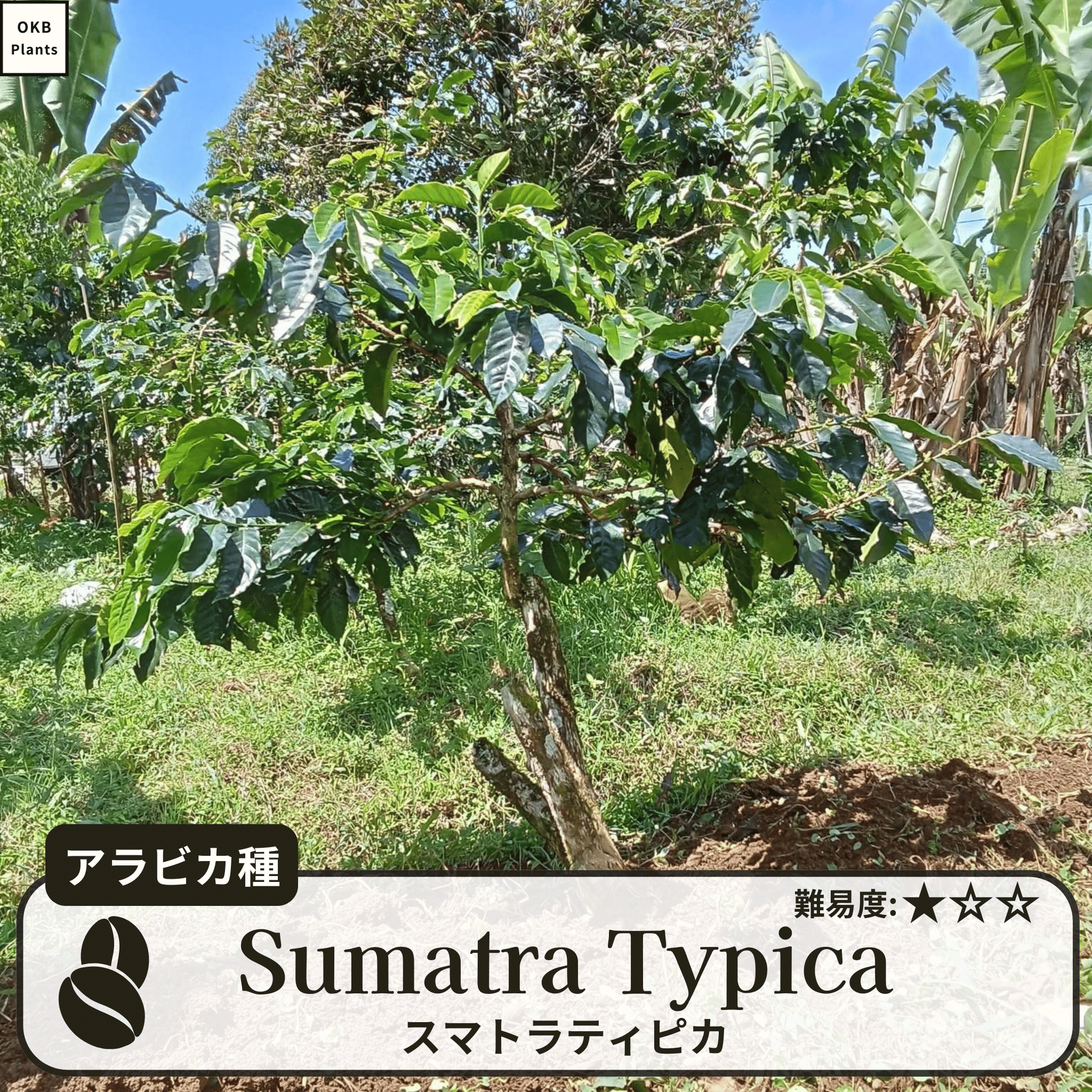 スマトラティピカ(sumatra typica)の木