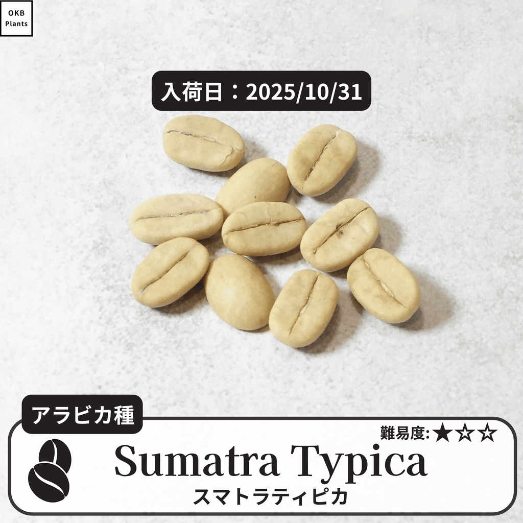 スマトラティピカ(sumatra typica)の種子