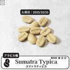スマトラティピカ(sumatra typica)の種子