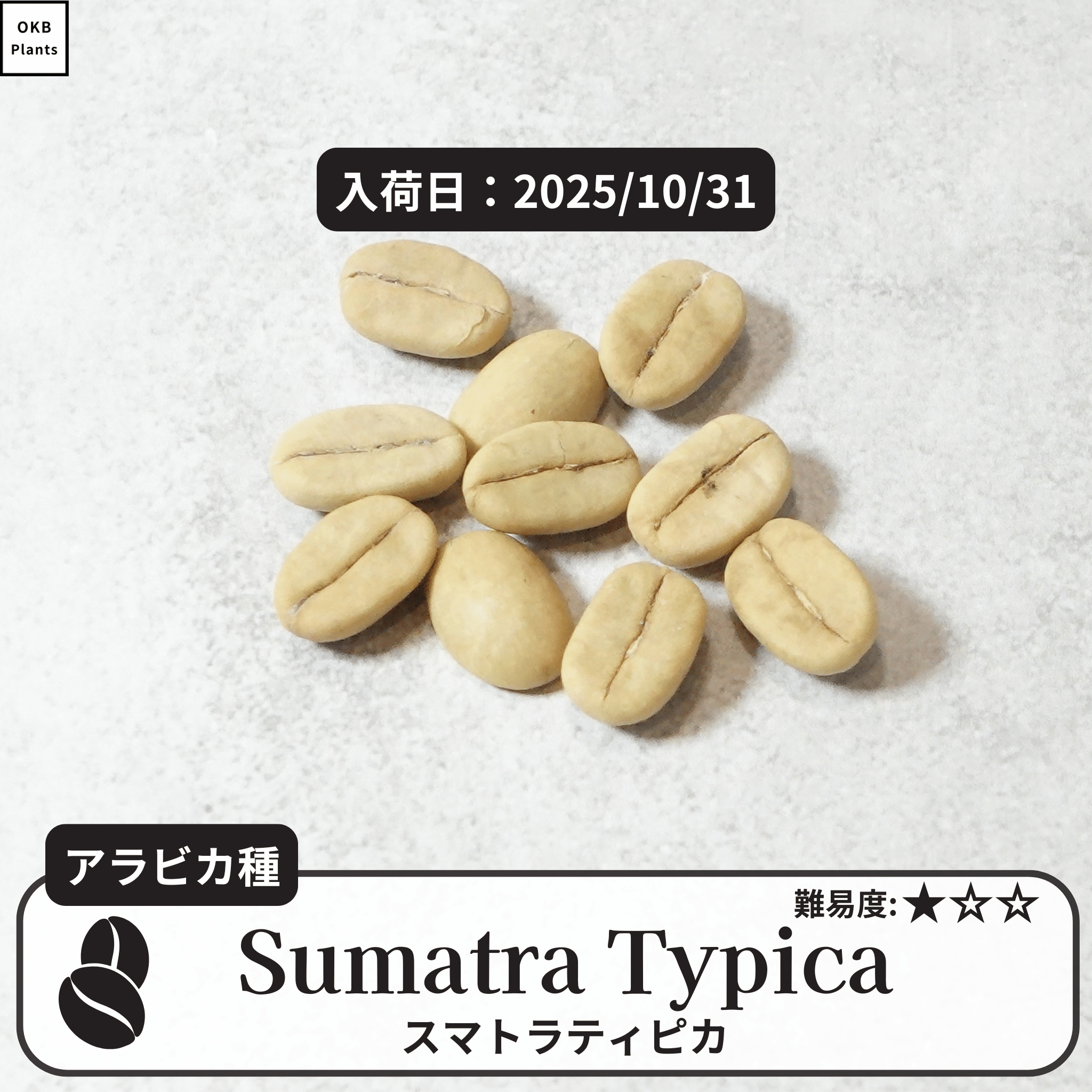 スマトラティピカ(sumatra typica)の種子