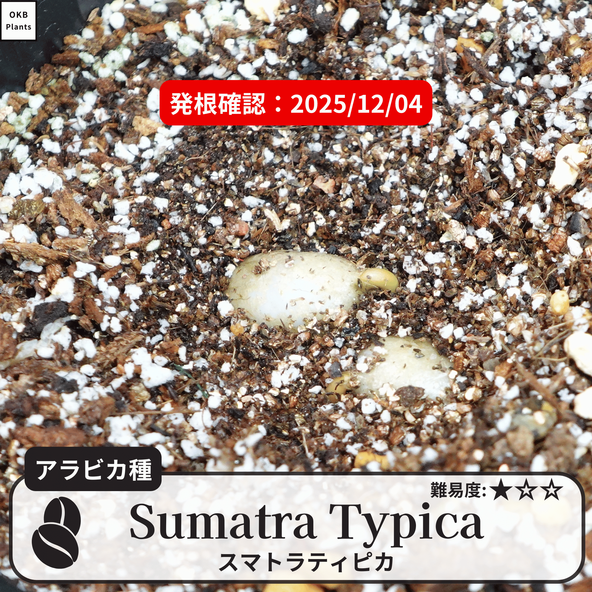 スマトラティピカ(sumatra typica)の発根確認
