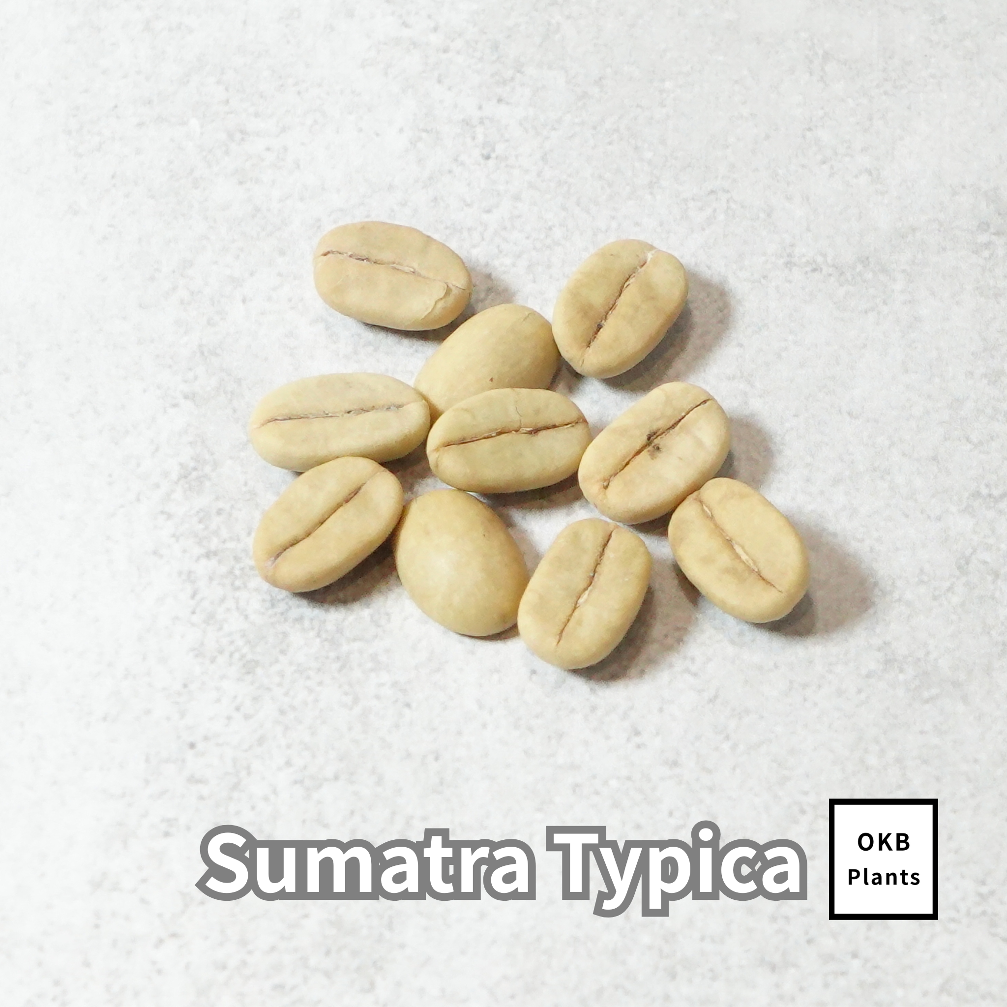 コーヒーの木の種子 スマトラティピカ品種 10粒 – OKB Plants