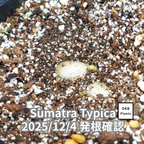 スマトラティピカ品種 コーヒーの木の種子 10粒