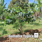 コーヒーの木の種子 スマトラティピカ品種 10粒